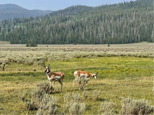 pronghorns - 1.jpg