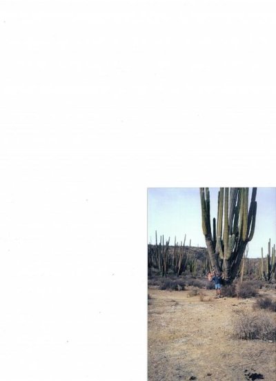 cactus.jpg