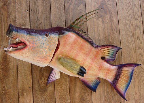 hogfish.jpg