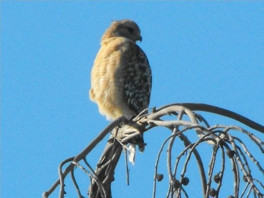 Young Hawk in old euk4_sm.jpg