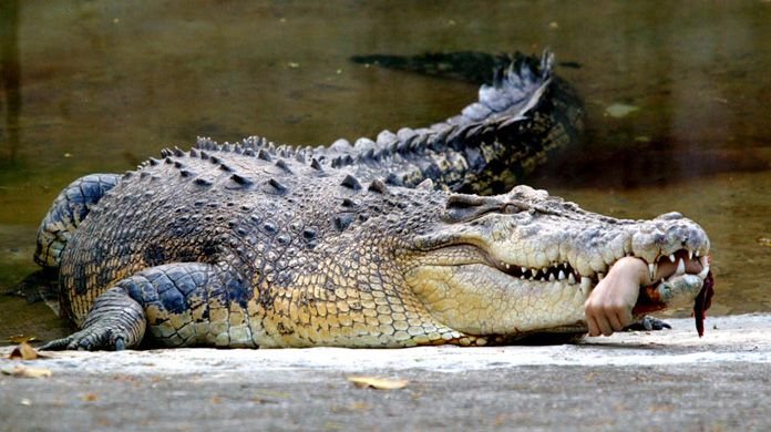 alligator_with_hand_in_mouth.jpg