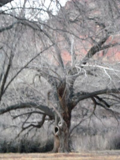 Spooky Tree.jpg