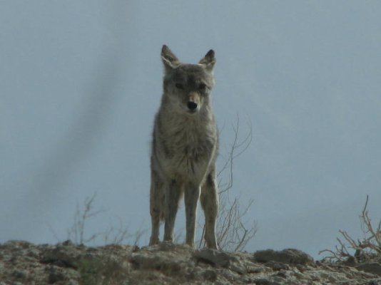 coyote2.jpg