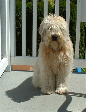 SoftCoatedWheatenTerrierDSCF0022.jpg