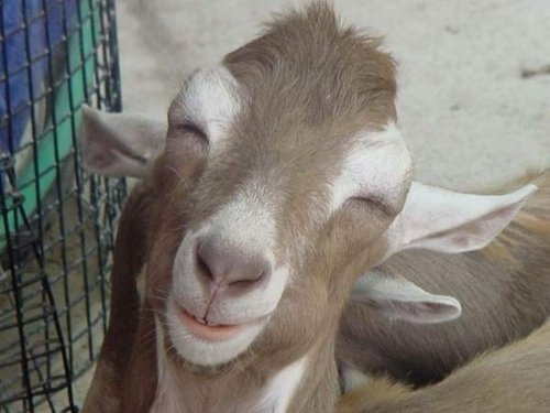 Smiling_Goat.jpg