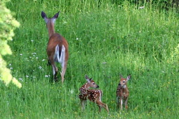 fawns & mom.jpg