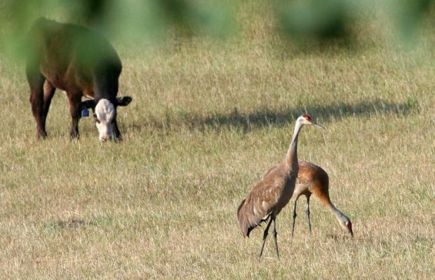 sandhill cranes.jpg