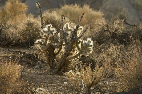 Alabama-Hills-nov09-021-web.jpg