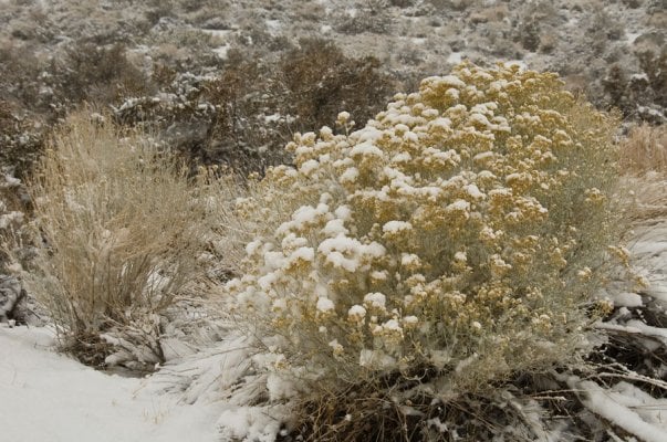 Alabama-Hills-nov09-043-web.jpg