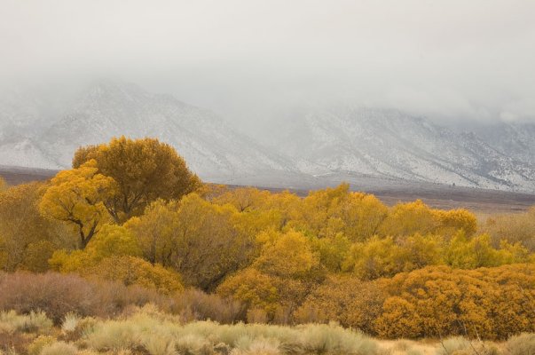 Alabama-Hills-nov09-046-web.jpg