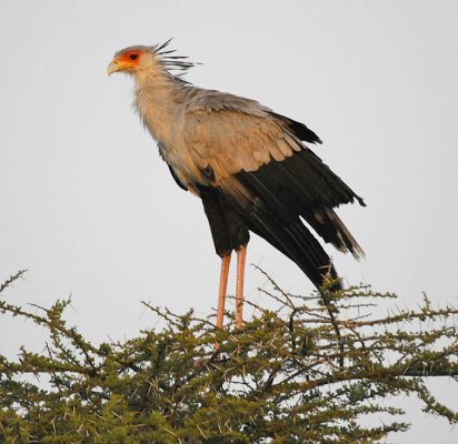 secretary bird.jpg