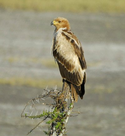 Tawny Eagle.jpg