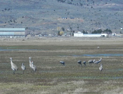 L&G-Sandhill-Cranes-near-Burns-OR-0167.jpg