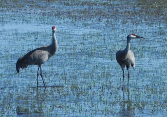 Sandhill-Cranes-near-Burns-OR-thru-Van-window-0161.jpg