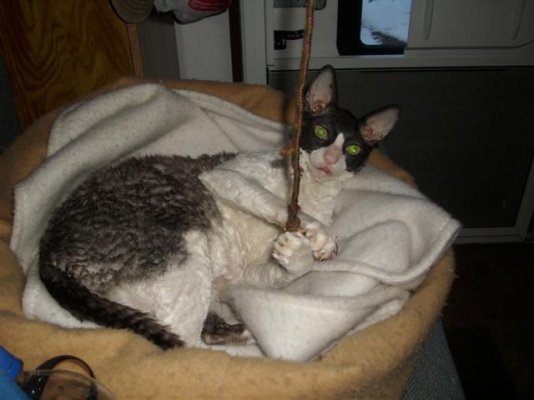 Rosey a Cornish Rex.JPG