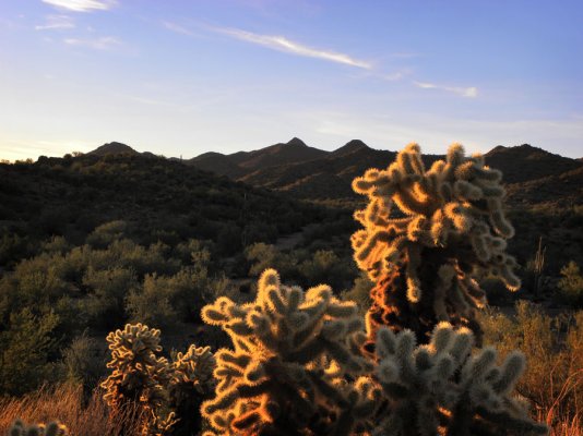 Cactus Sunrise.jpg