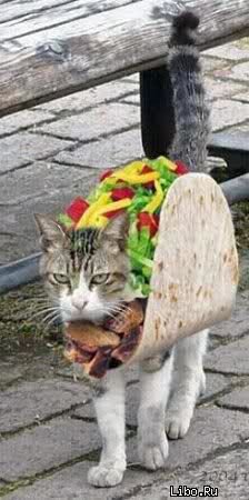 cat taco.jpg