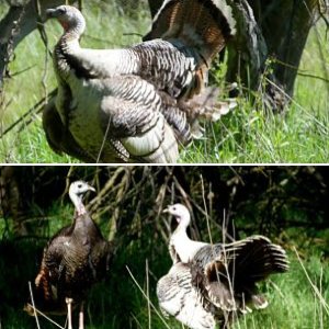 leucistic wild turkey