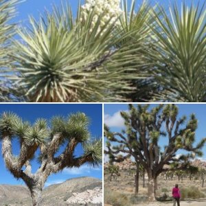 Joshua Tree National Park - April, 2012