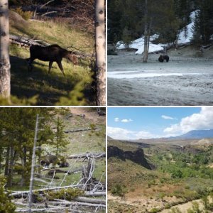 Tombstone AZ, Zion NP, Yellowstone, - April-May 2017