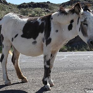 Mule - Oatman, Arizona