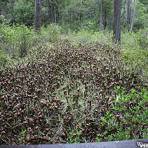 Pitcher Plants - Smith River