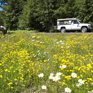 Windy Road - Umpqua National Forest