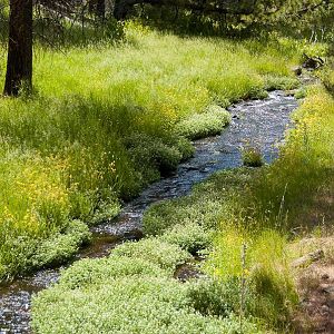 Hike above Blue Lake Campground - Modoc National Forest