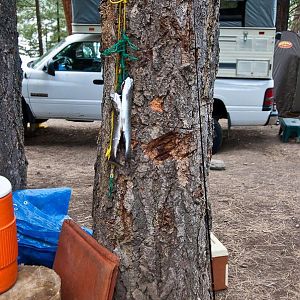 Blue Lake Campground - Modoc National Forest