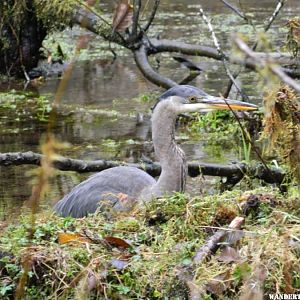 Blue heron