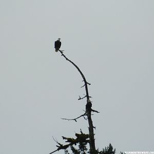 Bald Eagles in Hoh River Campground