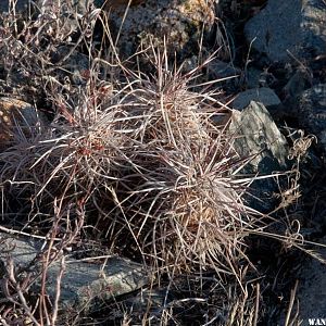 Cactus at North Twin River