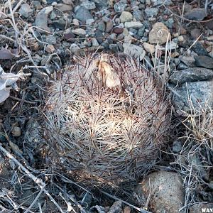 Cactus near North Twin River