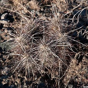 Cactus near North Twin River