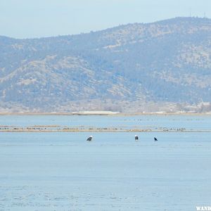 Two Bald Eagles and a Raven on frozen Tule Lake