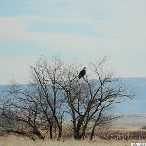 Bald Eagle at Lower Klamath NWR.