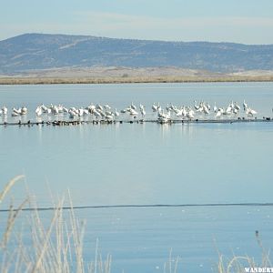 Tundra Swans at Lower Klamath NWR.