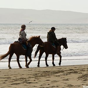 Horses on Limantour Beach