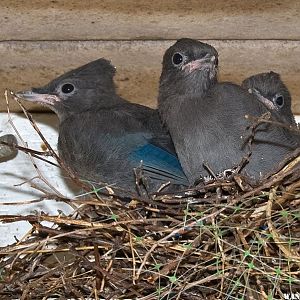 Stellar Jays