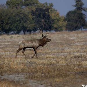 California Tule Elk with battle scars