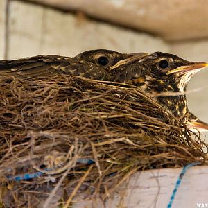 Robin Chicks