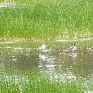 Wilson's Phalarope