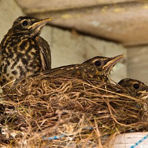 Robins 30 May 2012