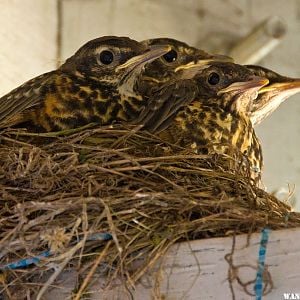 Robins 31 May 2012