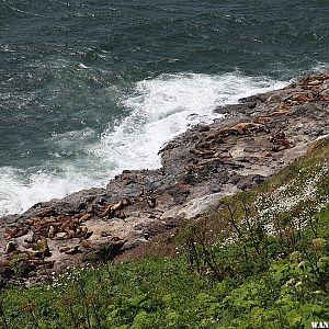 Sea Lion Caves