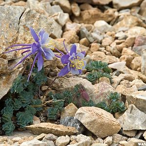 Colorado Columbine