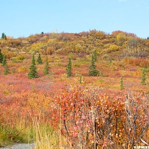 Fall color 3.JPG