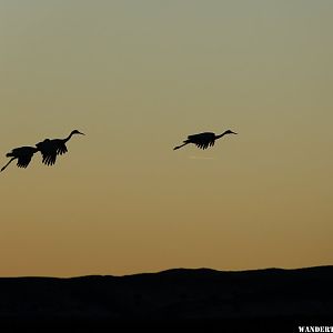 Evening Sandhill