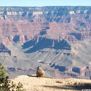 2013 068 GRAND CANYON SRIM SQUIRREL VIEWING