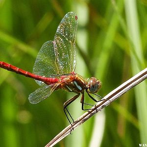 Dragonfly